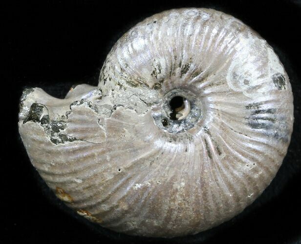 Iridescent Ammonite (Eboraciceras) Fossil - Russia #34617